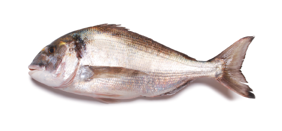 Gilt-head seabream