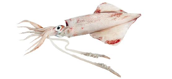 Squid